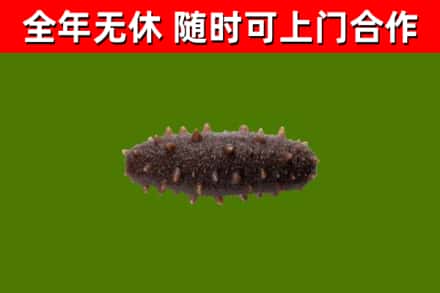 七台河烟酒回收干海参.jpg